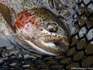 Metolius Rainbow Trout | www.johnkreft.com