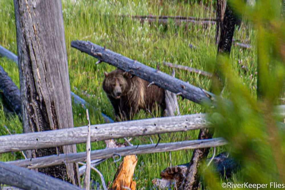 Grizzly Sow by Yellowstone Lake | www.johnkreft.com