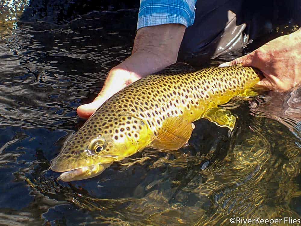 Madison River Brown Trout | www.johnkreft.com