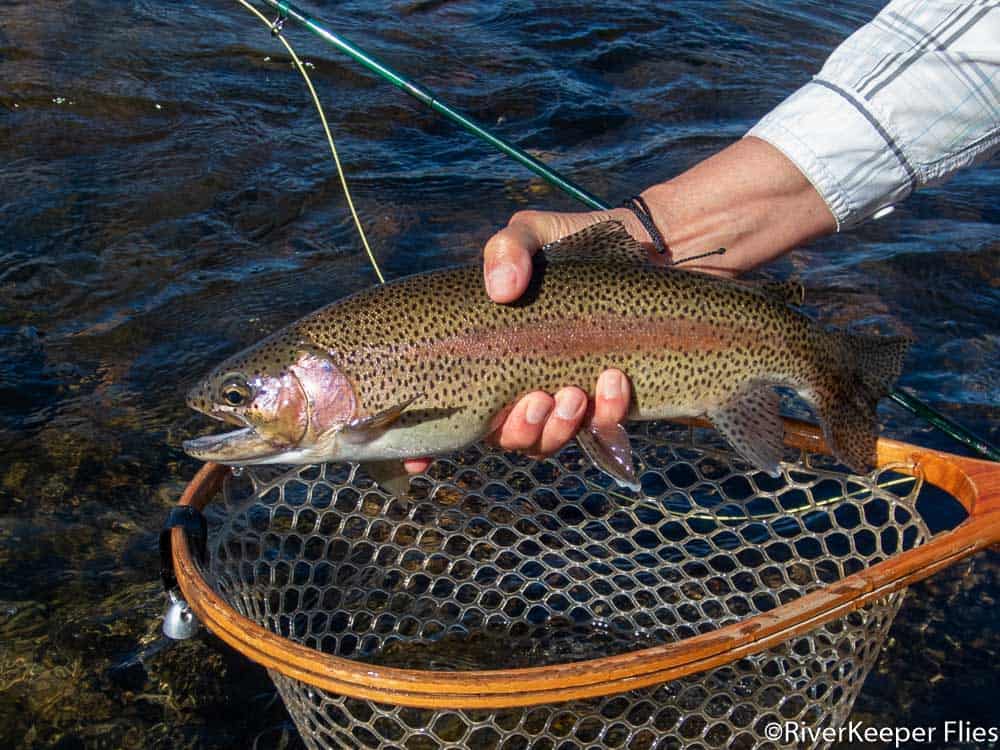 Madison River Rainbow Trout | www.johnkreft.com
