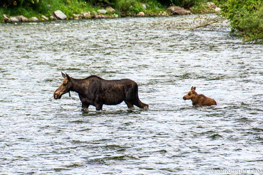 Moose Crossing St Regis River | www.johnkreft.com