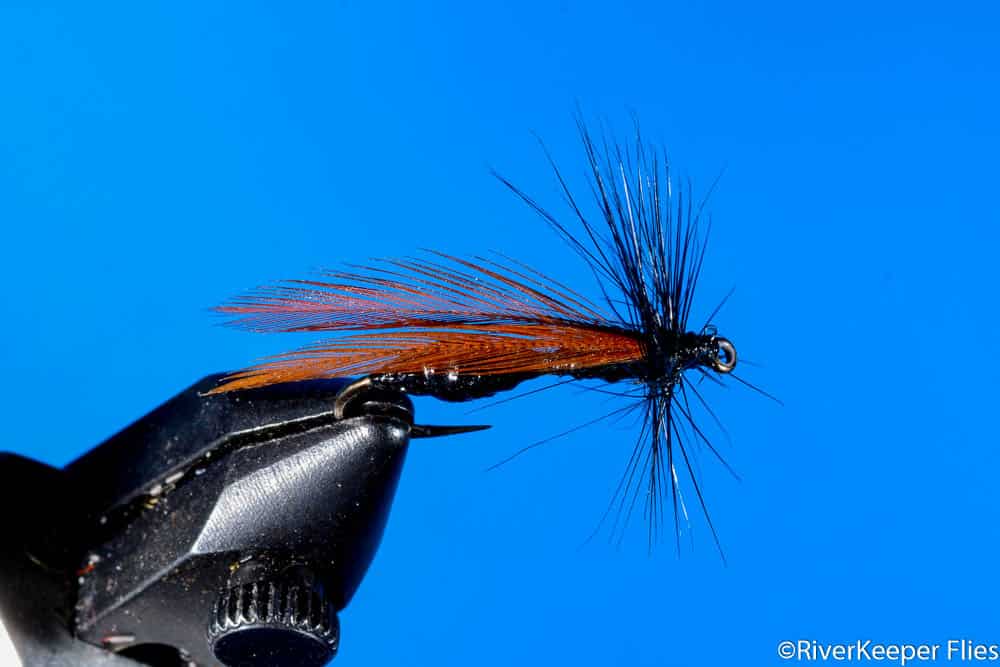 Northern Idaho Flying Ant - Top View | www.johnkreft.com