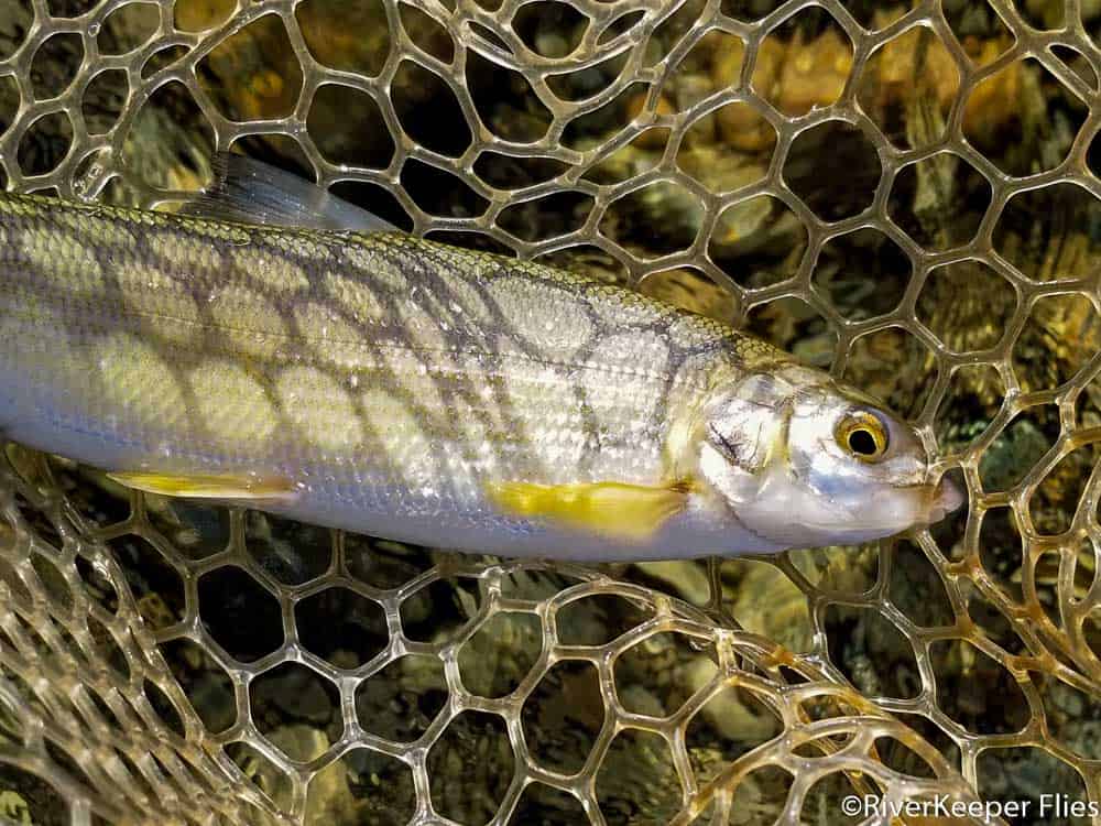 Small St Regis River Whitefish | www.johnkreft.com