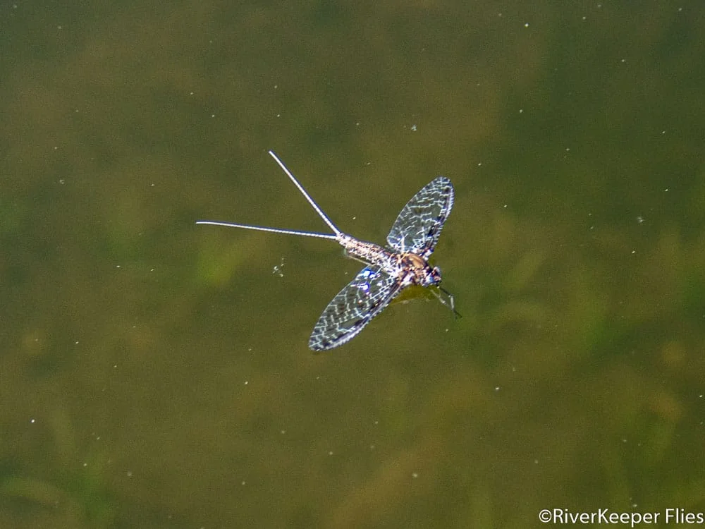 Callibaetis Mayfly with Flat Wings on Hebgen Lake | www.johnkreft.com