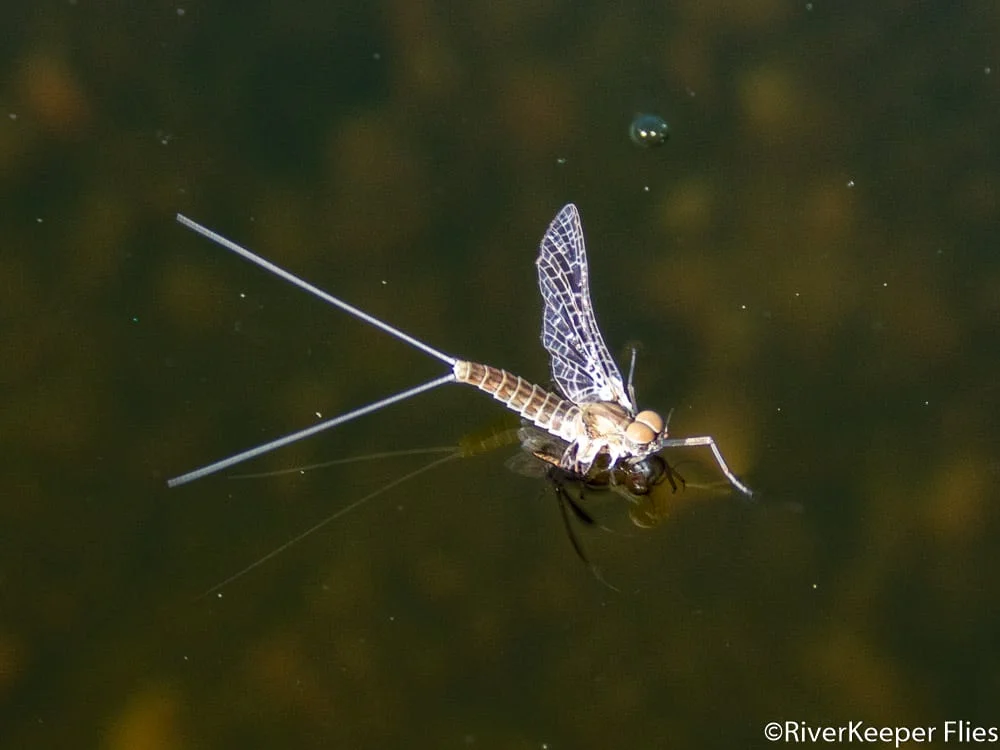 Callibaetis Mayfly with Upright Wings on Hebgen Lake | www.johnkreft.com