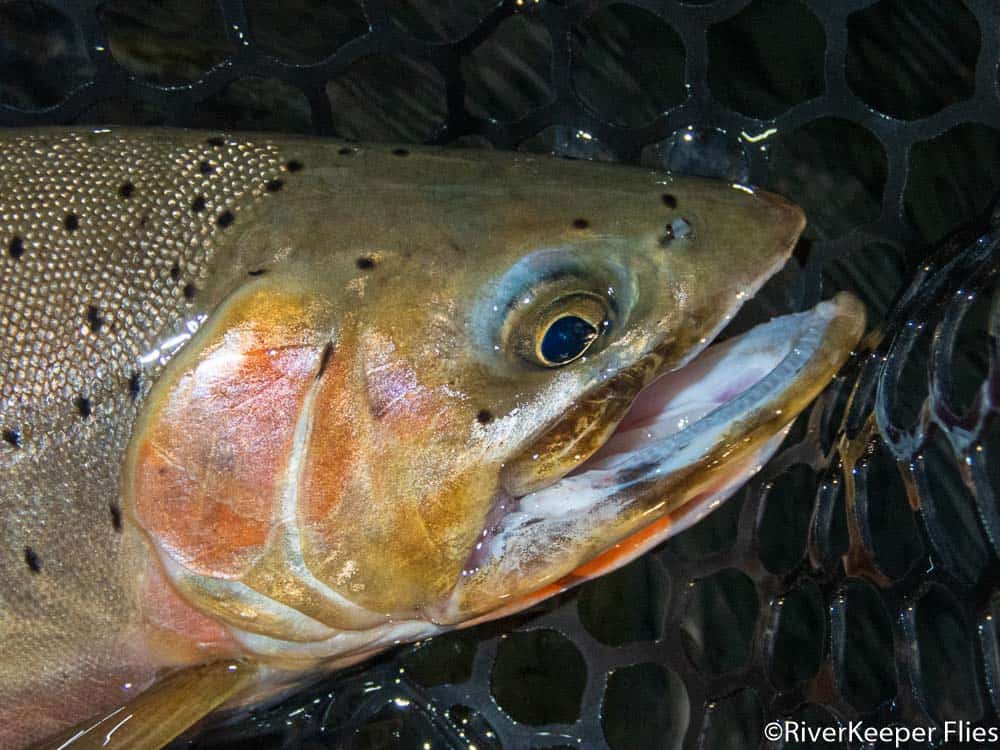 Clark Fork Cutthroat Trout Closeup | www.johnkreft.com