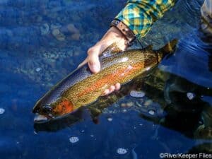 Fall Fly Fishing on the Metolius