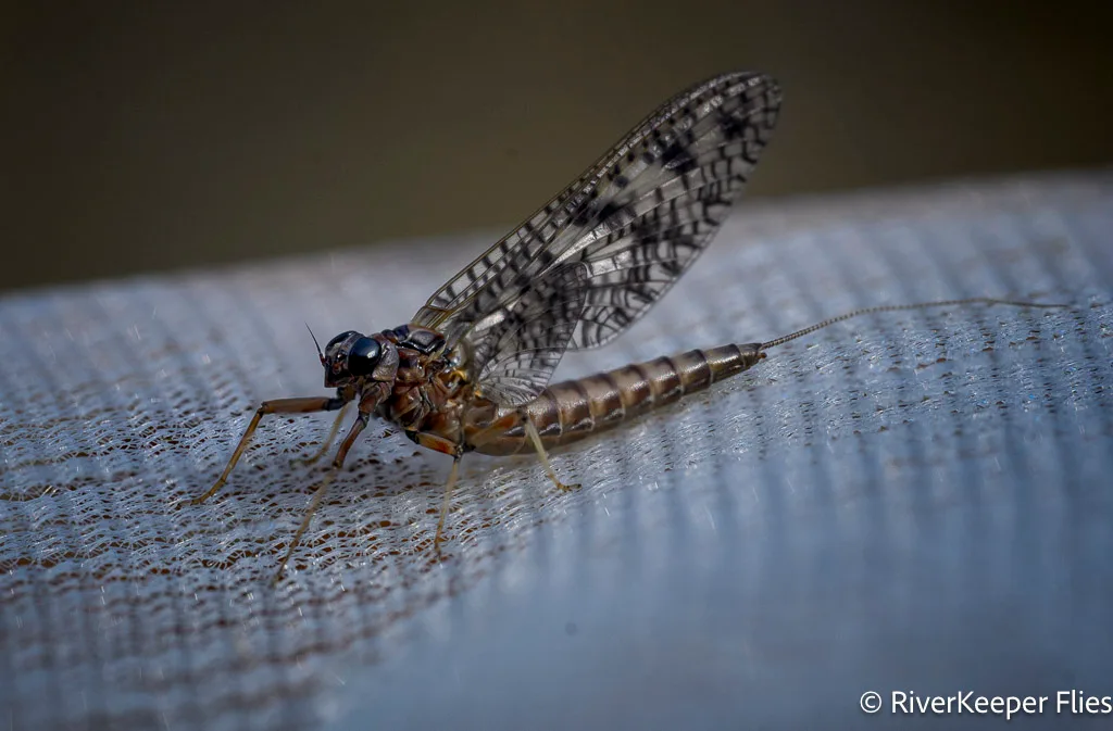 Ameletus Mayfly - Metolius | www.johnkreft.com
