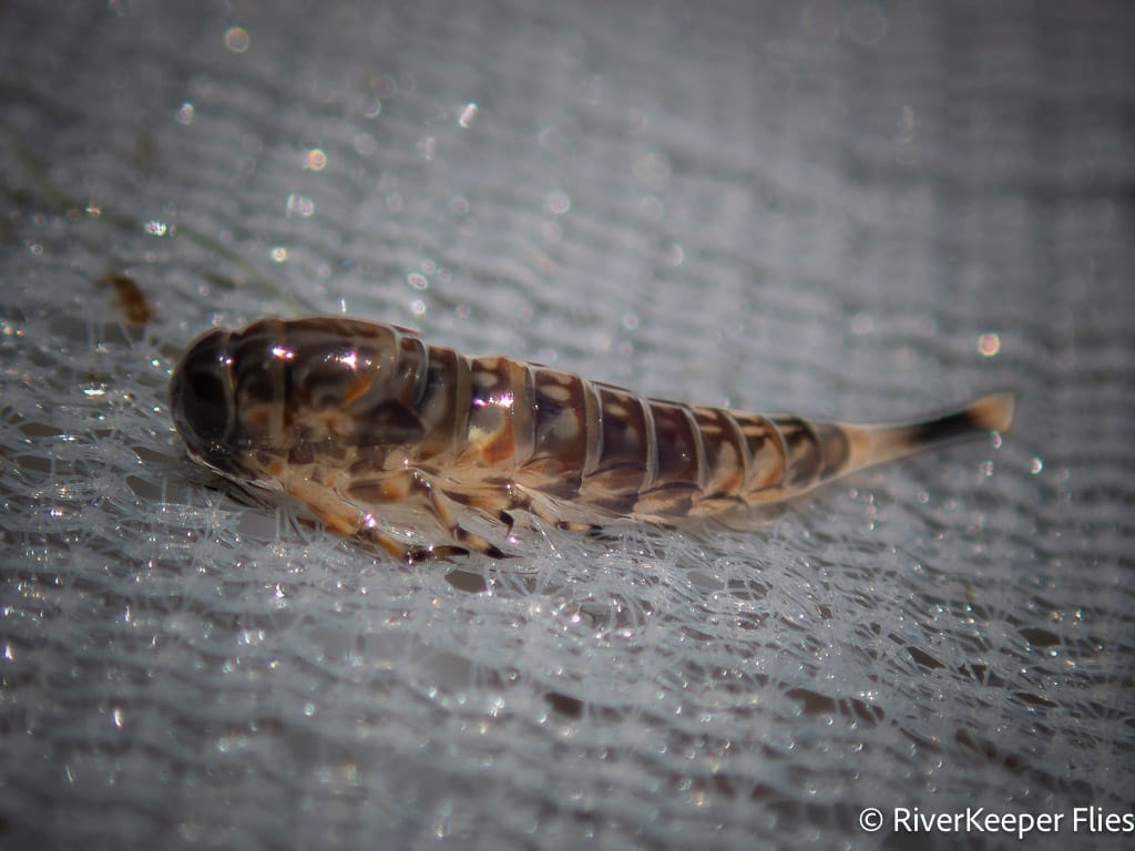 Ameletus Nymph - Metolius River | www.johnkreft.com