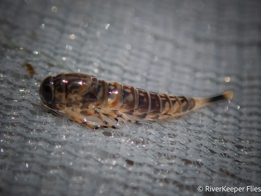 Ameletus Nymph - Metolius River | www.johnkreft.com