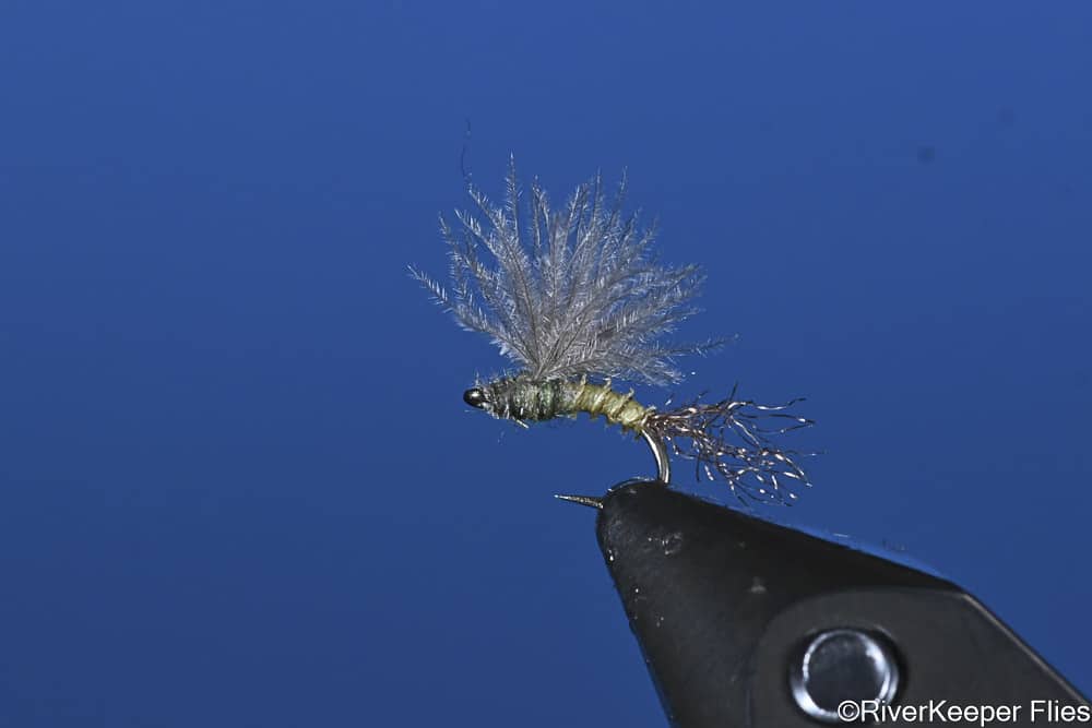 BWO CDC & Biot | www.johnkreft.com