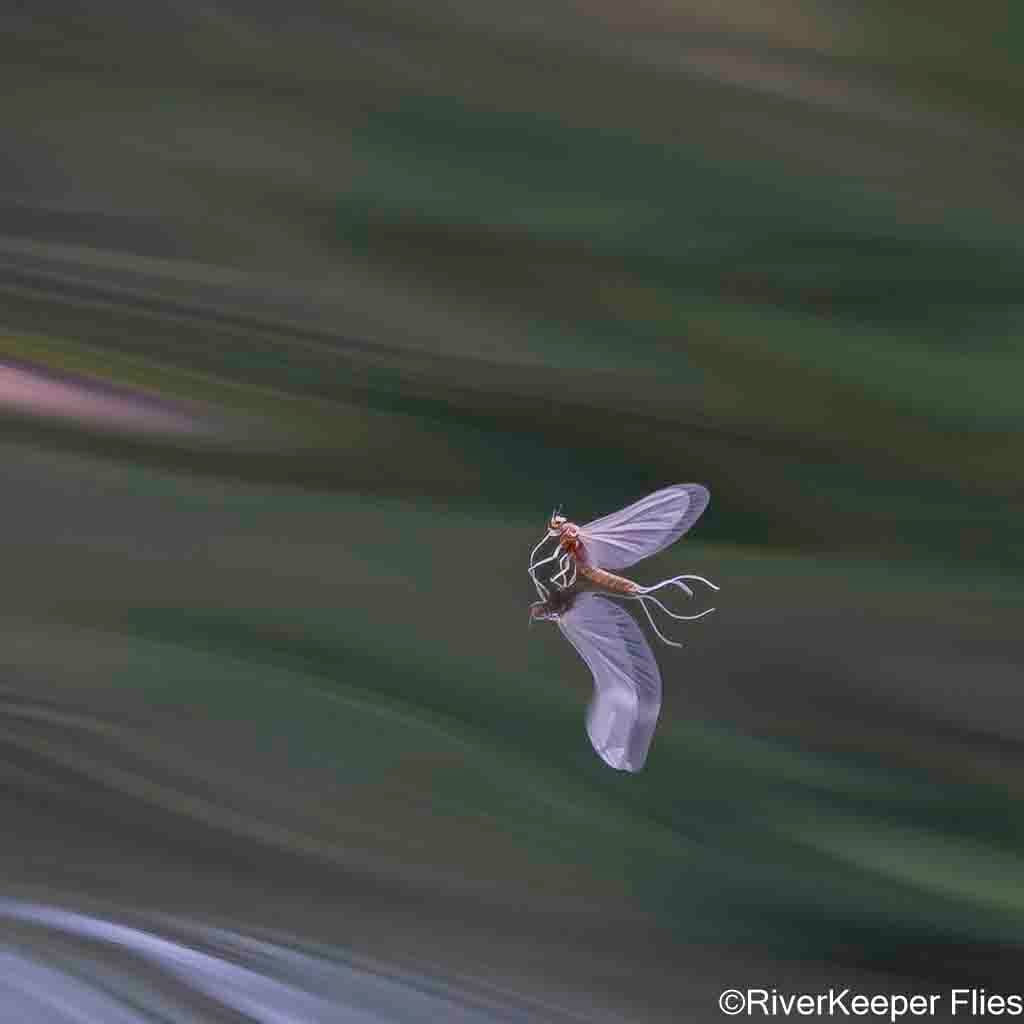 Baetis - Metolius | www.johnkreft.com