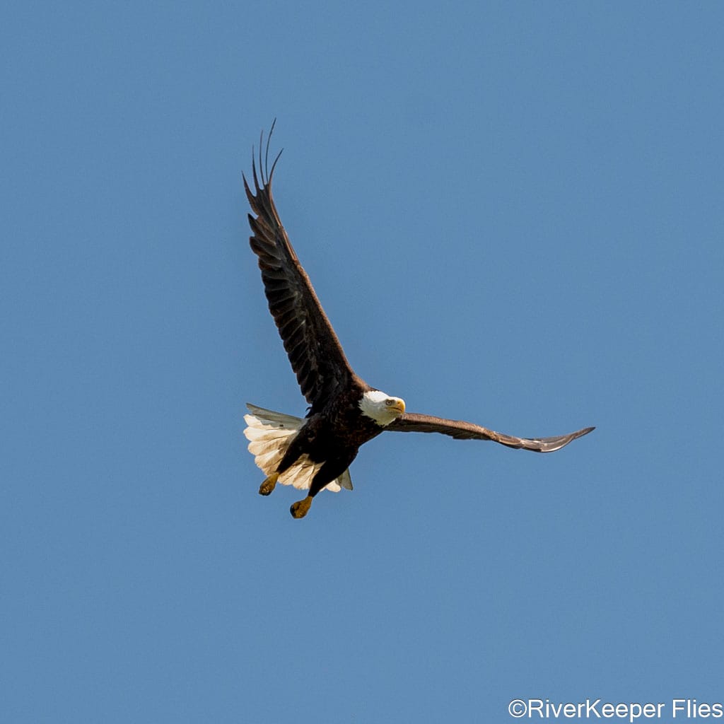 Bald Eagle Flying - Upper Columbia | www.johnkreft.com