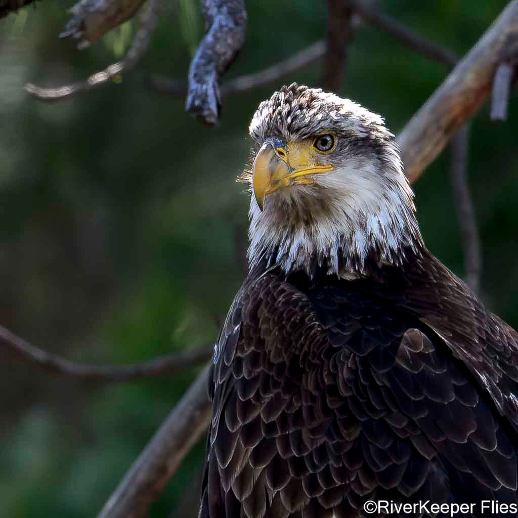 Bald Eagle - Metolius River | www.johnkreft.com
