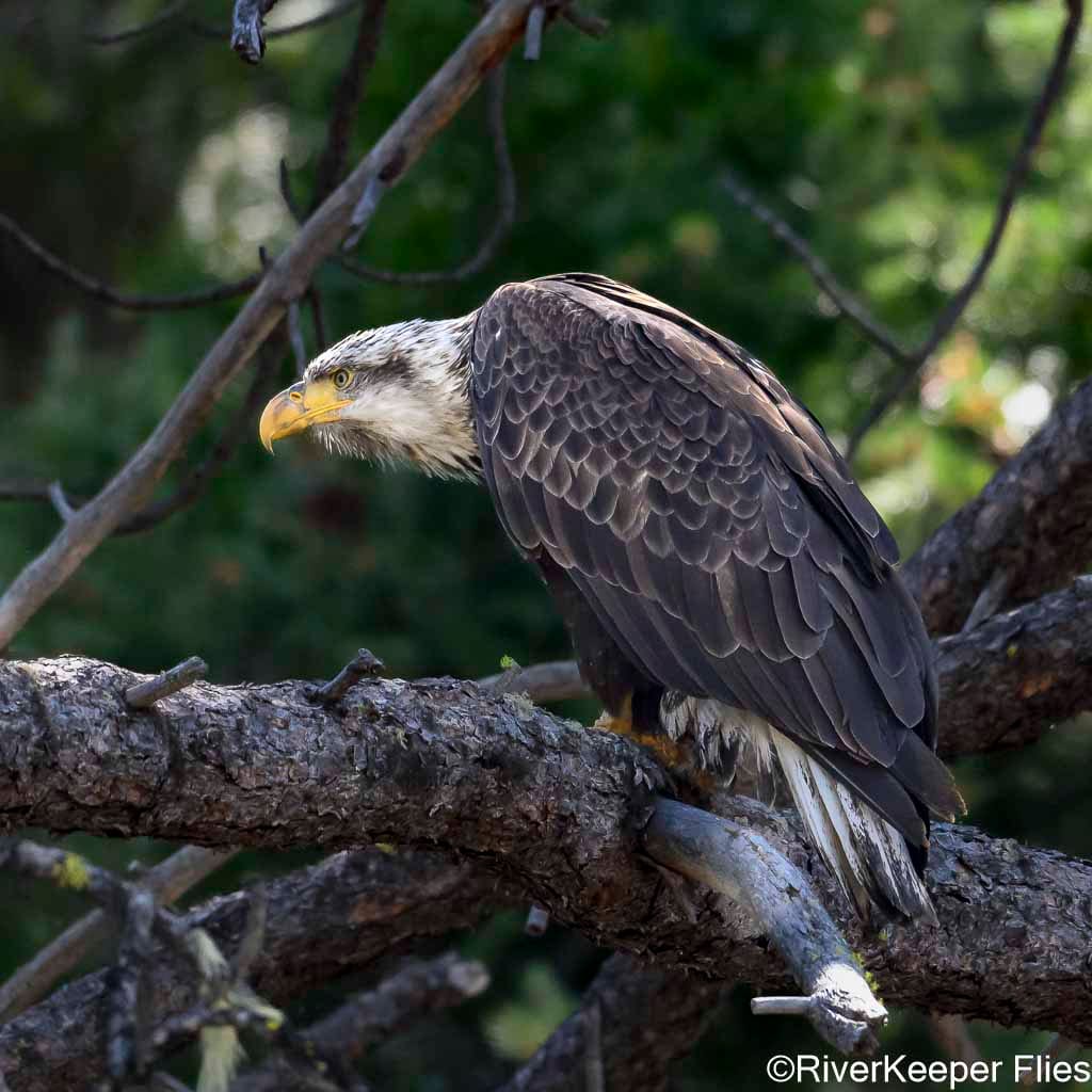 Bald Eagle - Metolius River | www.johnkreft.com