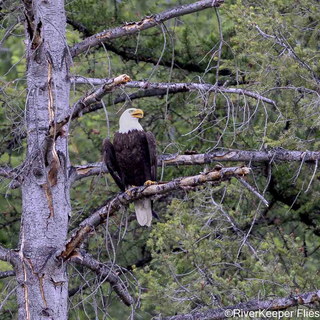 Bald Eagle - Upper Columbia River | www.johnkreft.com