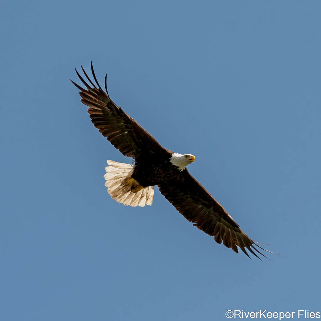 Bald Eagle - Upper Columbia | www.johnkreft.com