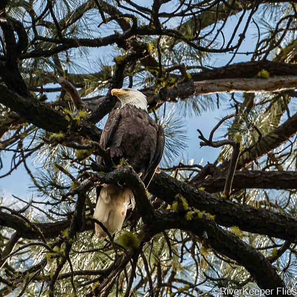 Bald Eagle on Metolius River | www.riverkeeperflies.com