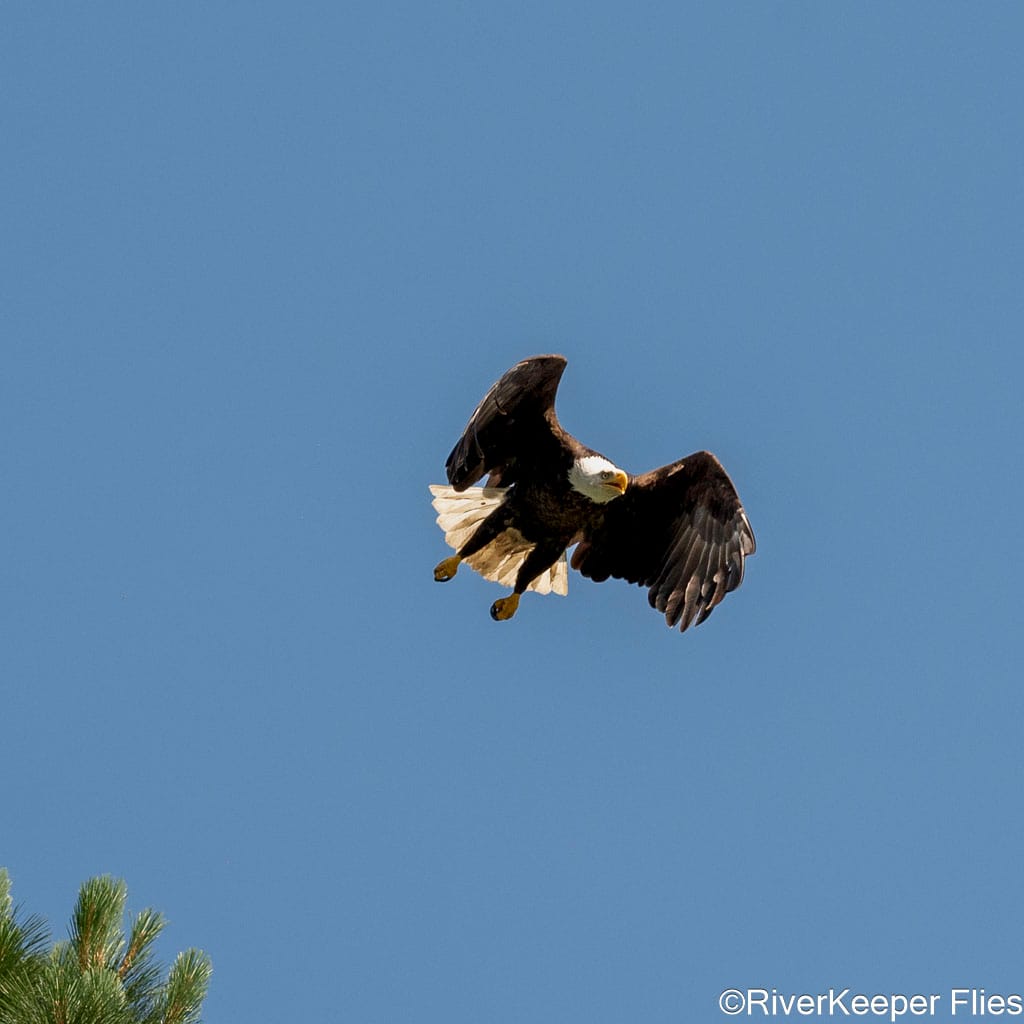 Bald Eagle with Tucked Wings - Upper Columbia | www.johnkreft.com