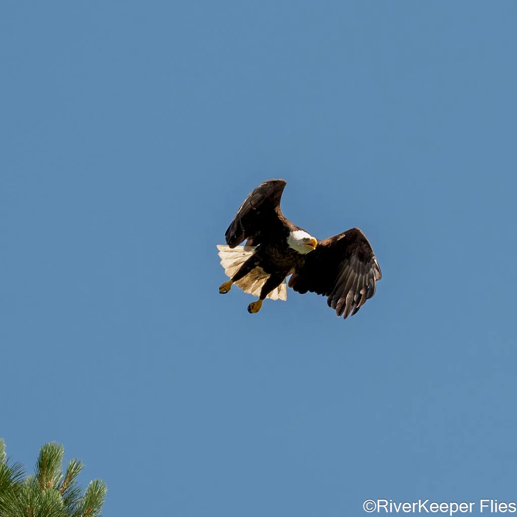 Bald Eagle with Tucked Wings - Upper Columbia | www.johnkreft.com