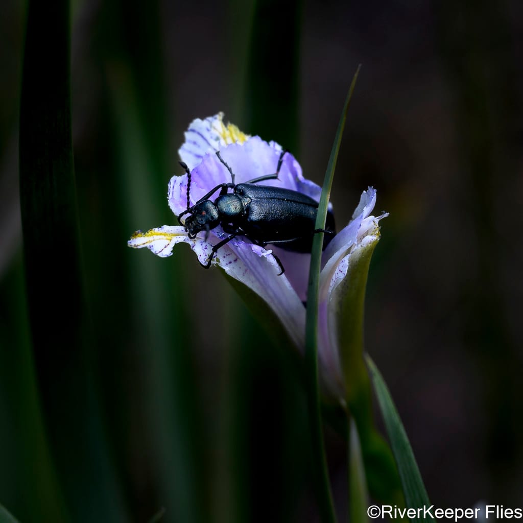 Beetle on Flower - Metolius River Preserve | www.johnkreft.com