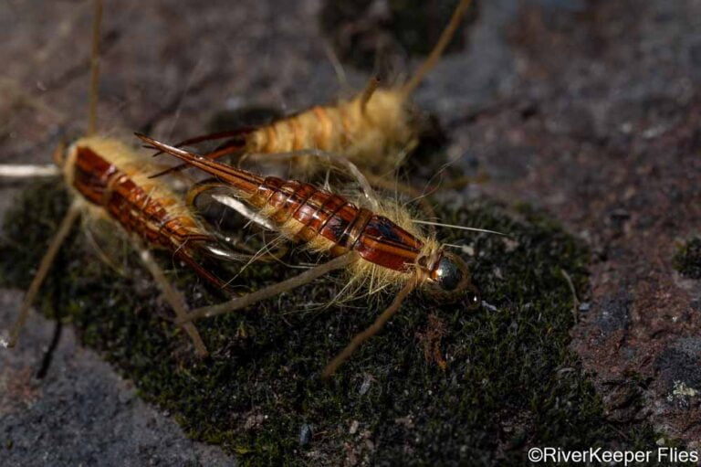 Biot Backed Stonefly - Closeup | www.johnkreft.com