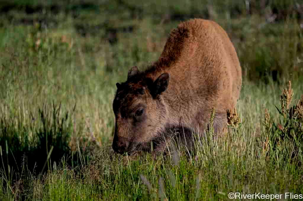 Bison Calf - Yellowstone | www.johnkreft.com