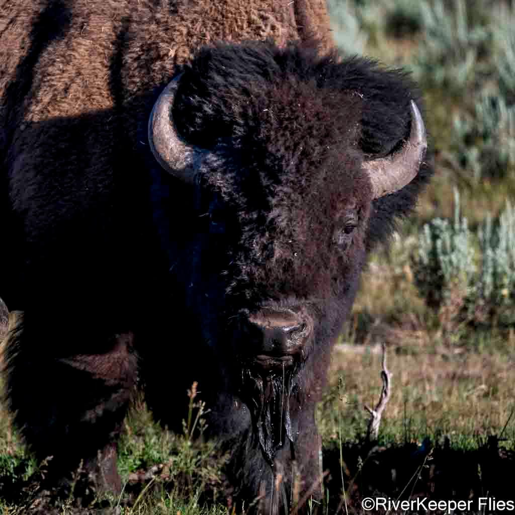 Bison Drinking - Soda Butte Creek | www.johnkreft.com