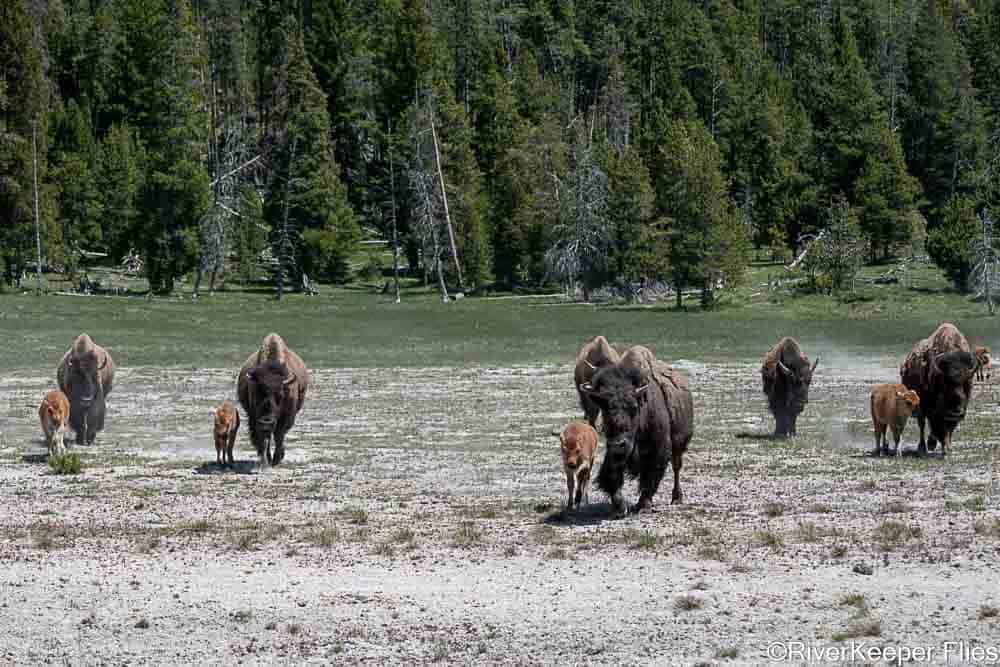 Bison Families | www.johnkreft.com