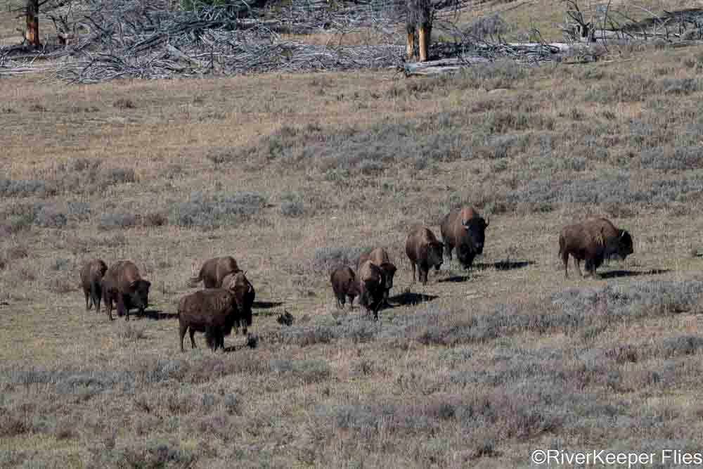 Bison in Hayden Valley - YNP | www.johnkreft.com