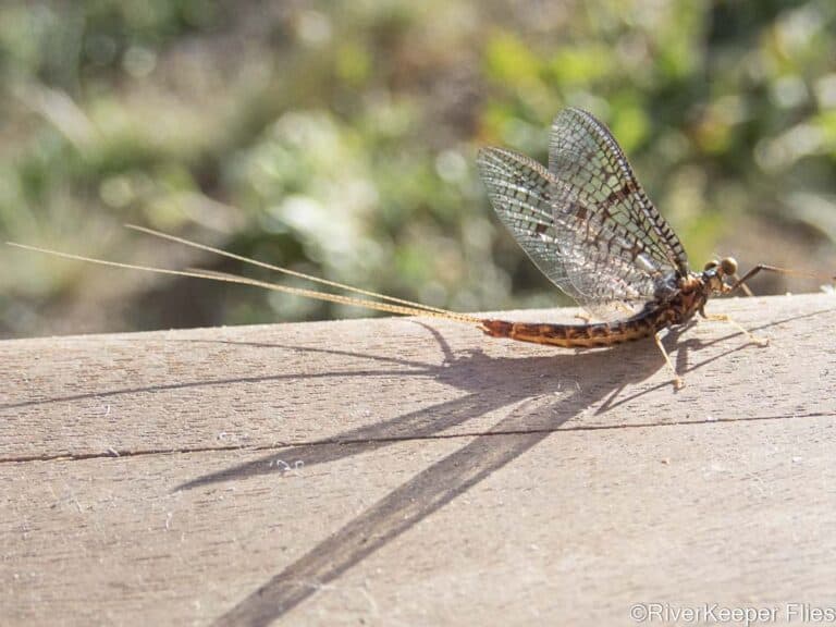 Magical Brown Drake Fly Fishing of the Henry's Fork of the Snake River ...