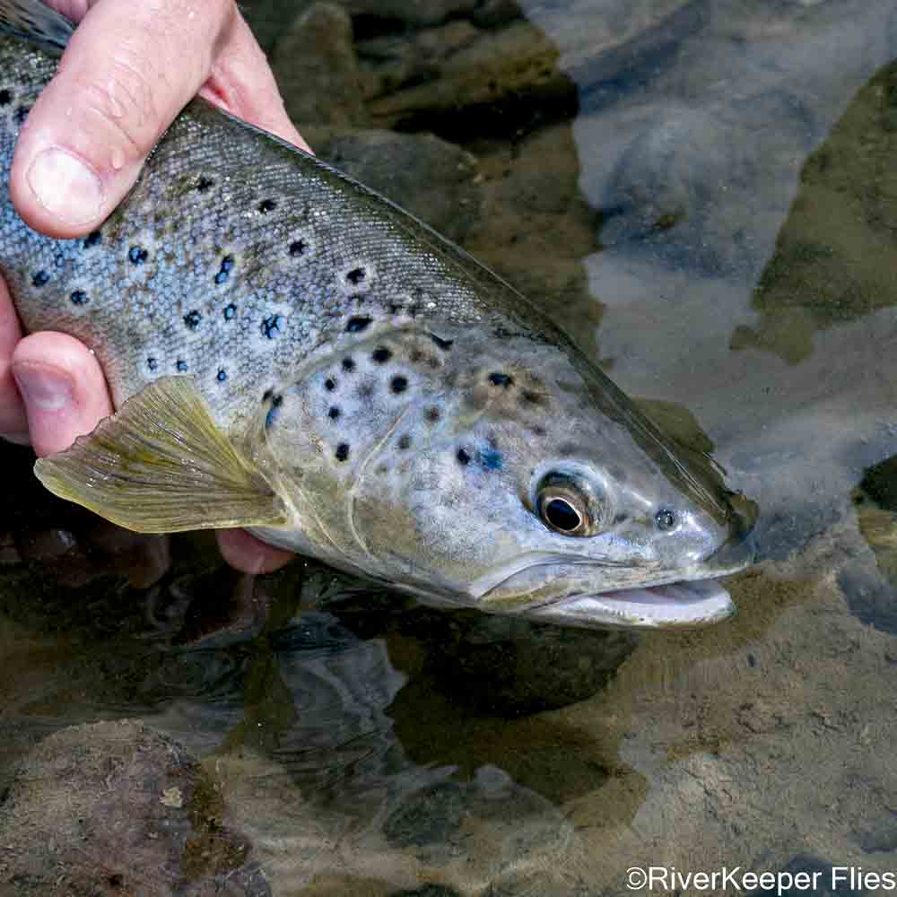 Brown Trout Closeup on Rio Baguales | www.johnkreft.com