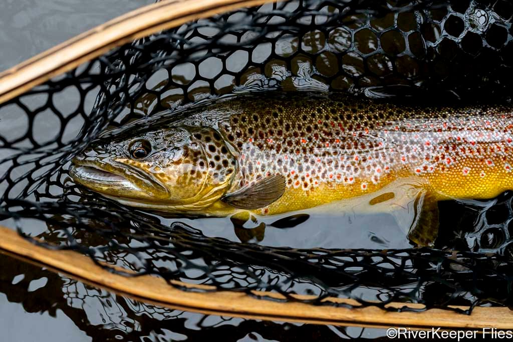 Brown Trout - Metolius River | www.johnkreft.com
