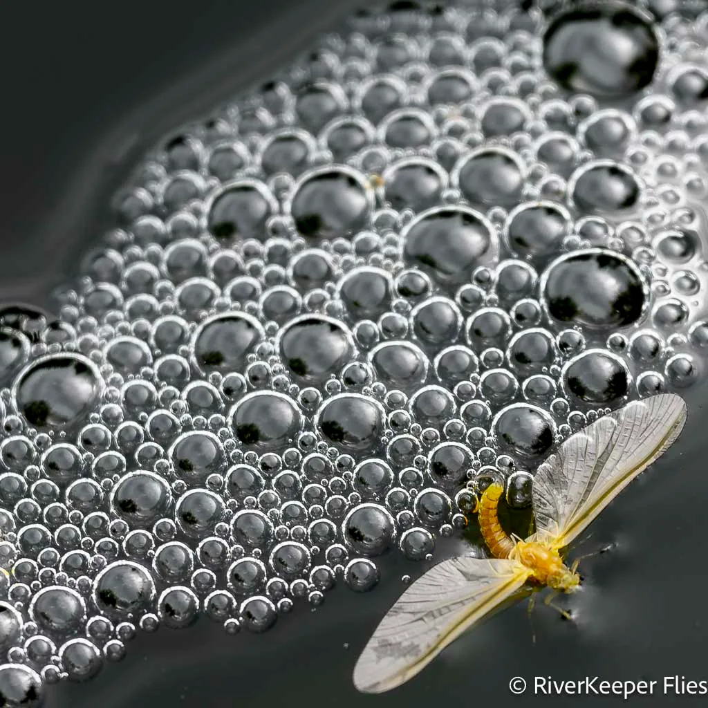 Bubbles and Mayfly - Metolius River | www.johnkreft.com