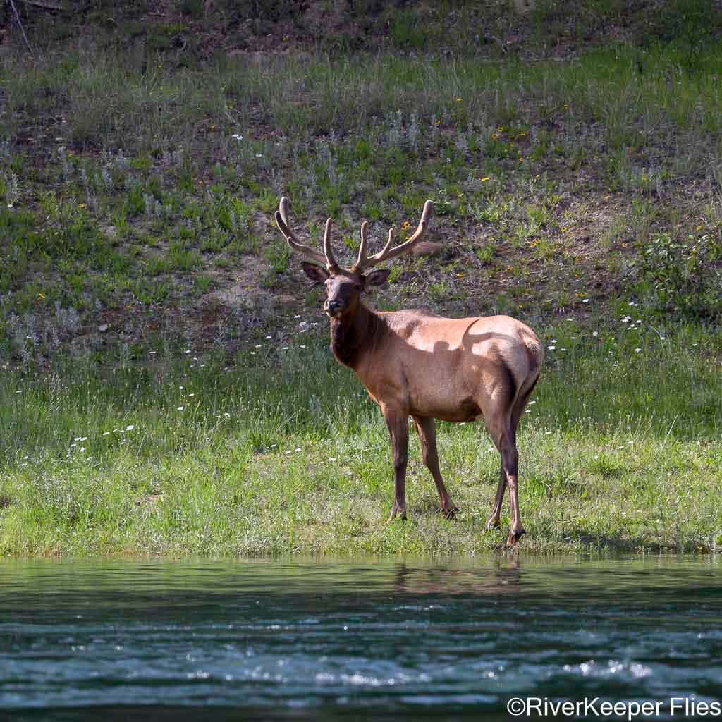 Bull Elk - Upper Columbia River | www.johnkreft.com