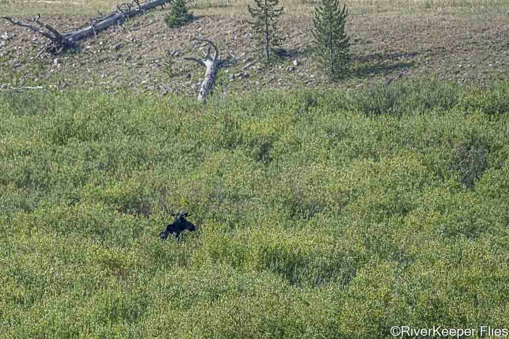 Bull Moose in Habitat on Grey's River | www.johnkreft.com