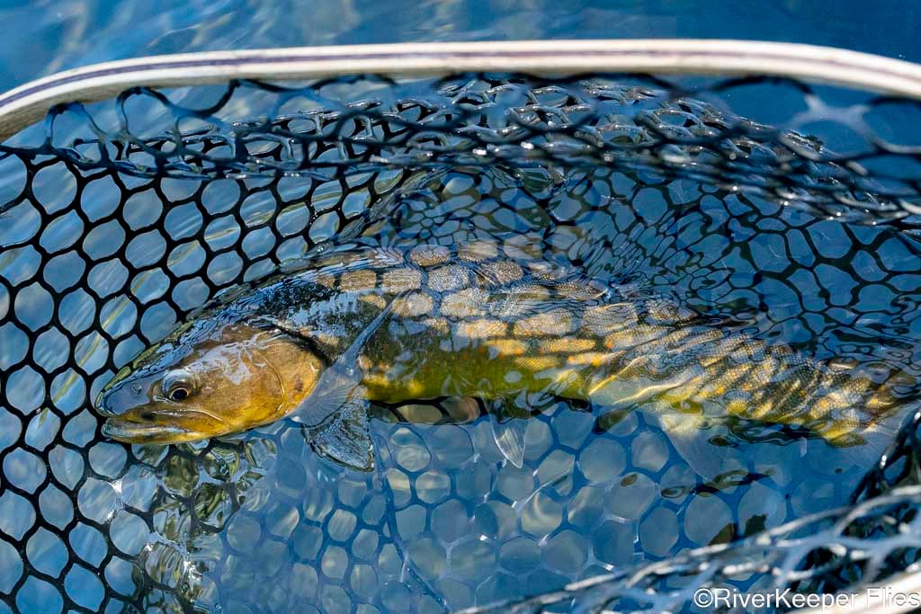 Bull Trout - Metolius | www.johnkreft.com
