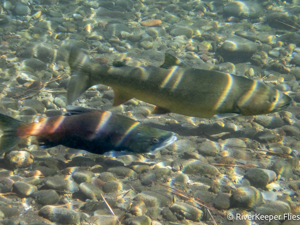 Bull Trout and Kokanee - Metolius | www.johnkreft.com