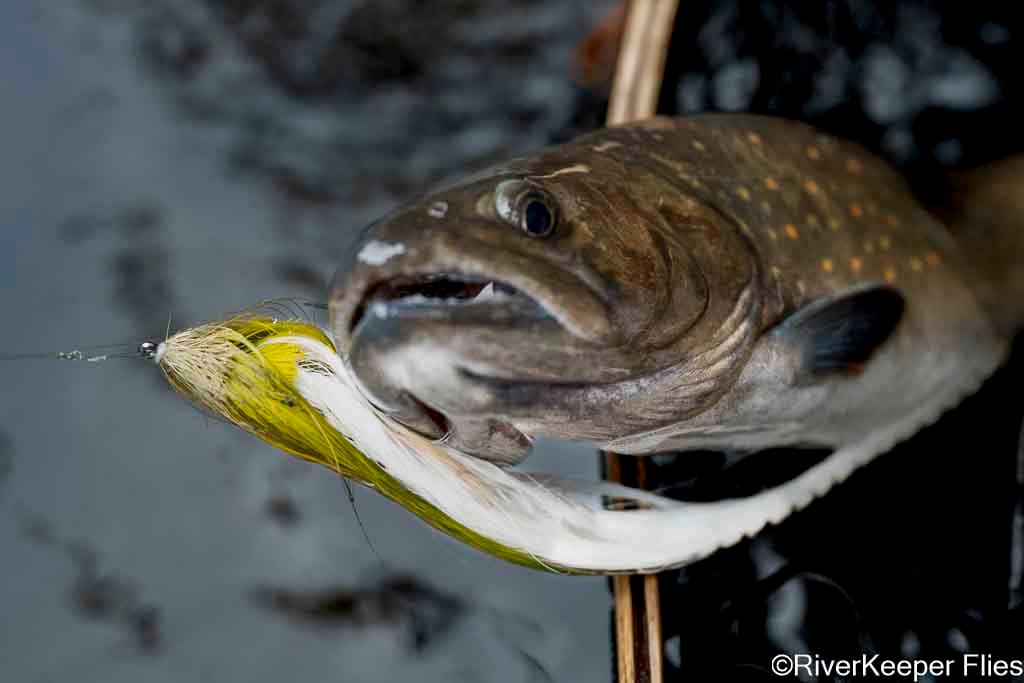 Bull Trout with Beast Fleye - Metolius - Closeup | www.johnkreft.com