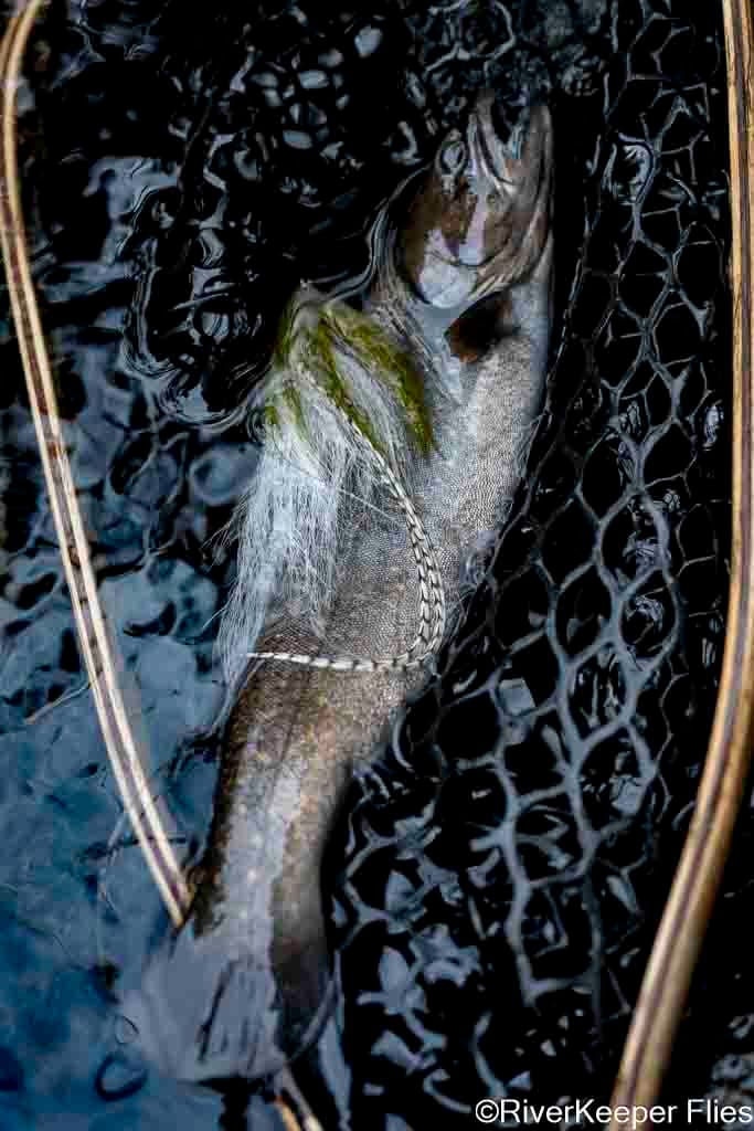 Bull Trout with Beast Fleye - Metolius | www.johnkreft.com