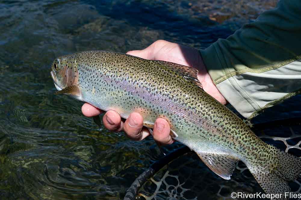 Buraleo Rainbow Trout | www.johnkreft.com