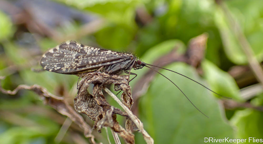 Caddis Closeup | www.johnkreft.com