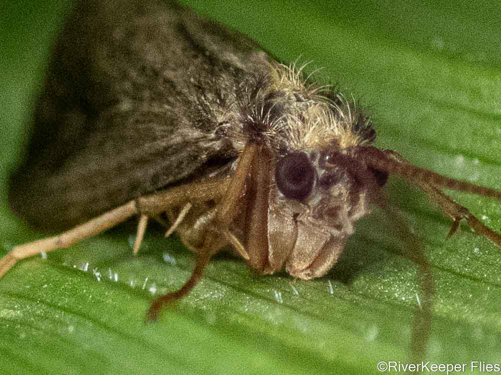 Caddis Eyes | www.johnkreft.com