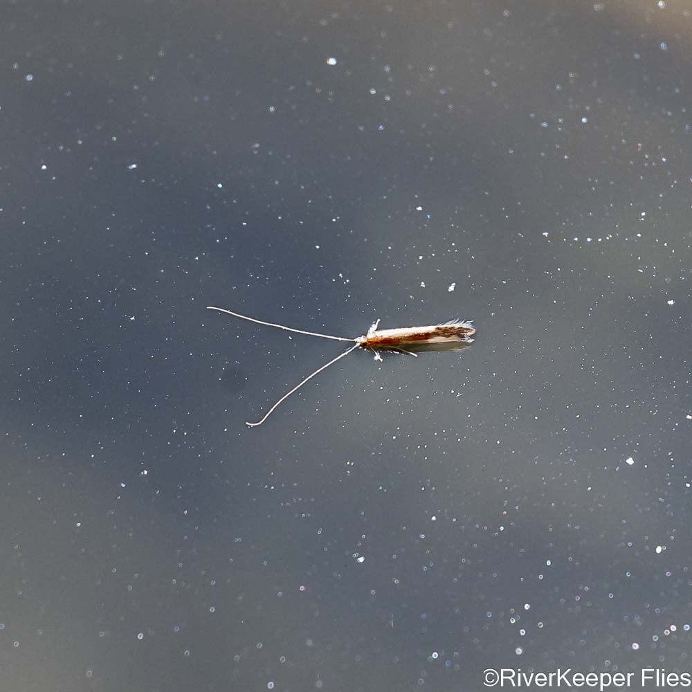 Caddis Floating on Trocoman | www.johnkreft.com