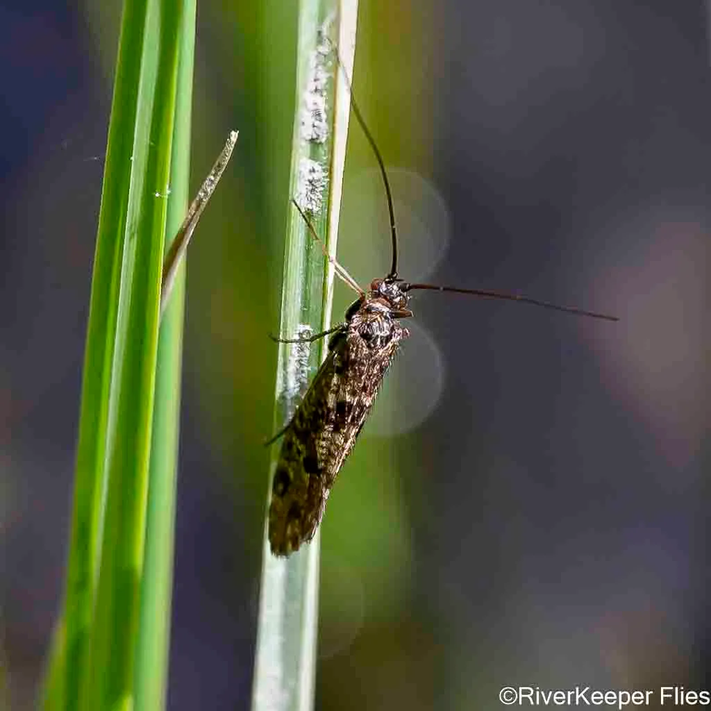 Caddis - Metolius - April | www.johnkreft.com