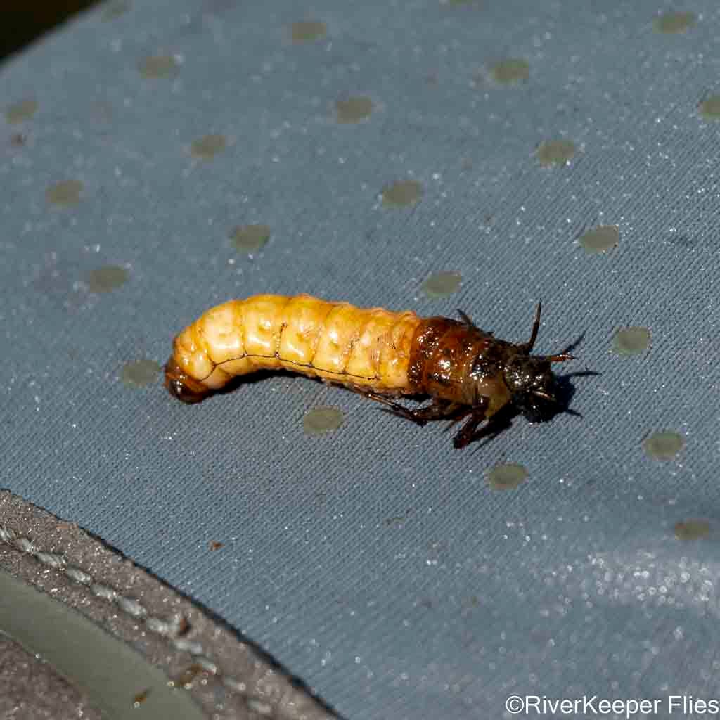 Caddis from Codihue | www.johnkreft.com