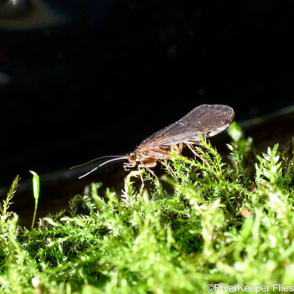 Caddis on Metolius | www.johnkreft.com