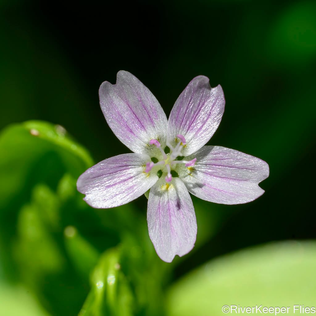 Candy Flower (Claytonia sibirica) - Metolius River | www.johnkreft.com