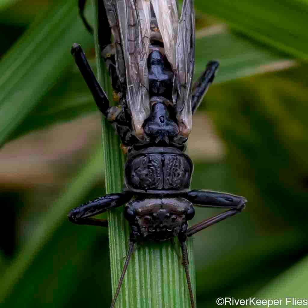 Cascades Stone - Closeup | www.johnkreft.com