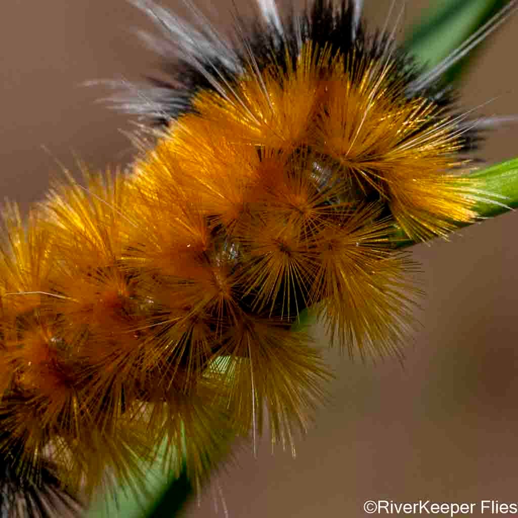 Catapiller Closeup Showing Feather-like Body | www.johnkreft.com